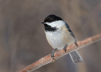 Close up of Black-capped Chickadee on tree branch