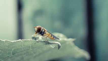 Owad na liściu © Tomasz