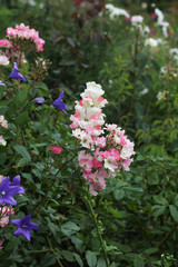 Pretty flowers in garden.