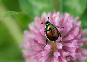 Close up of Japanese beetle on pink clover flower