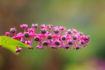 American pokeweed green fruits on bright pink flowerhead