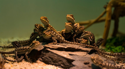 baby bearded dragons