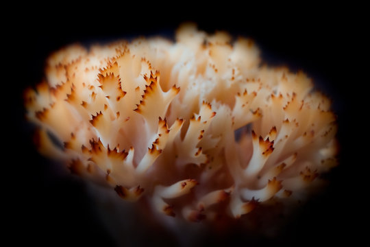 White Clavaria fungus with brown tips 