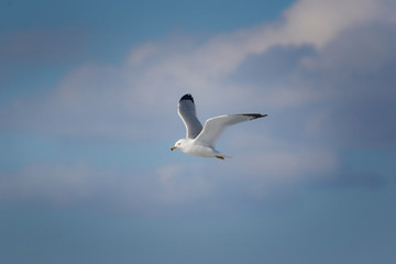 Fototapeta na wymiar Seagull in flight against soft sky