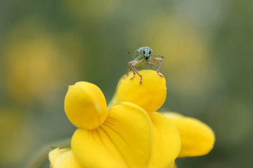 Tiny green insect on yellow flower and looking at camera