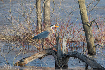 Great Blue Heron standing on tree stump in flooded field