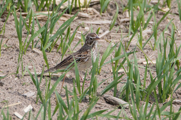 Close up of Vesper Sparrow walking in sparse grass field