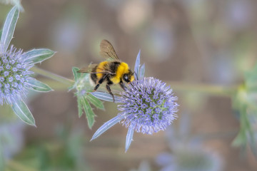 Bumblebee on top of purple flowerhead Eryngium..