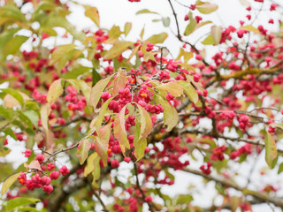 Fusain d'Europe (Euonymus europaeus). Un bel arbuste d'ornement aux capsules rose et arilles oranges et brillante, au feuillage vert coloré de rouge en automne