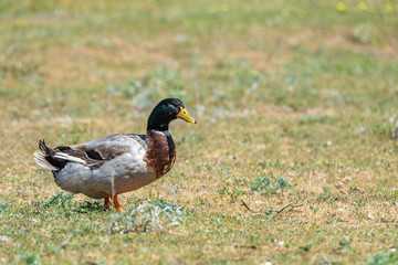 Domestic duck on a summer field close-up.