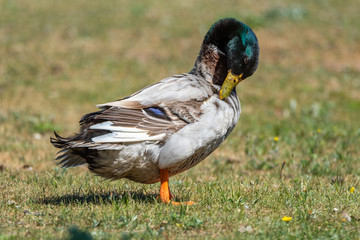 Domestic duck on a summer field close-up.