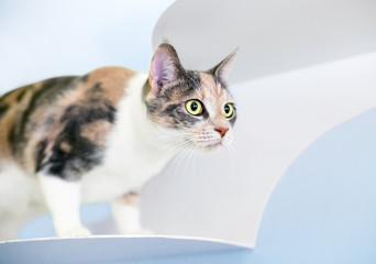 A Dilute Calico domestic shorthaired cat standing on a wall-mounted cat perch, staring intently
