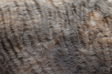 Сurly hair of tortoiseshell Cornish Rex cat texture. Сat fur pattern