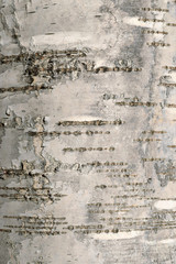 White birch bark texture. Betula trunk background. Closeup
