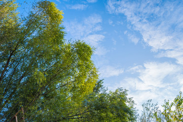 Obraz premium Background, screensaver of deciduous trees and blue sky with white clouds. Bright sunlight illuminating the trees. The top of the deciduous forest. Selective focus.