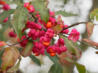 Fusain d'Europe (Euonymus europaeus). Un bel arbuste d'ornement aux capsules rose et arilles oranges et brillante, au feuillage vert coloré de rouge en automne