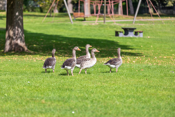 a flock of large geese, gray domestic geese