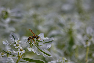 Macro of yellow and black wasp is pollinating a white flower. Macro photography of insects.