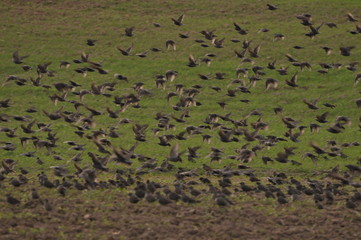 Polska - Mazury - Warmia. Krajobraz. Ptaki.