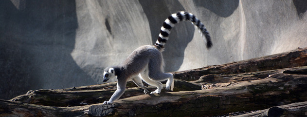 The ring-tailed lemur (Lemur catta) is a large strepsirrhine primate and the most recognized lemur due to its long, black and white ringed tail.  - obrazy, fototapety, plakaty