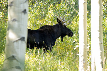 Vail bull moose zoomed out