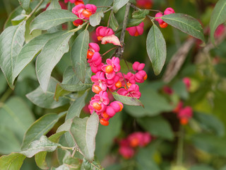 Fusain d'Europe (Euonymus europaeus). Un bel arbuste d'ornement aux capsules rose et arilles...