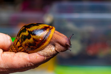 Tiger snail: Achatina achatina. Giant African snail in hand. The shell is smooth, orange or yellow with bright black stripes. Bokeh with copy space