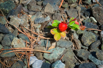 A single bush of forest strawberries with a large ripe red berry grows on rocky soil covered with fallen needles.