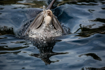 Ein Delfin spielt mit dem Wasser und zeigt seine Zähne