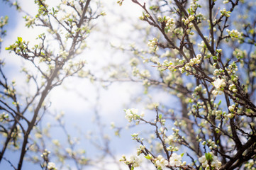 Flowering plum branches in spring