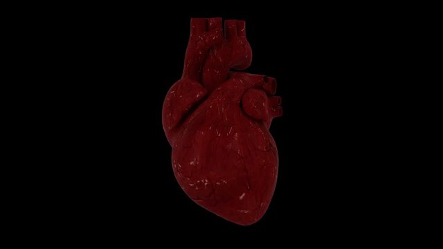 3D animation of a beating human heart with alpha channel