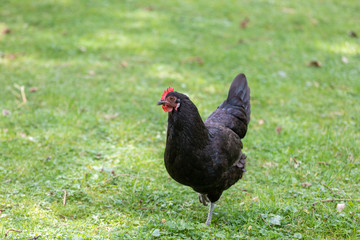 Black feathers chicken hen walking on a green field