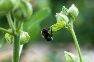 bumblebee on the flower collects pollen in summer