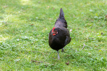 Black feathers chicken hen walking on a green field