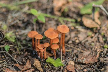 Forest macro landscape - mushrooms in foliage