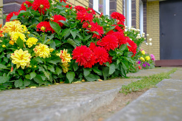 A flowerbed with flowering multicolored dahlias in front of a country house on a sunny day.