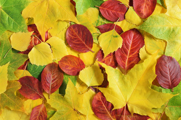 Autumn yellow and green leaves of maple, birch and quaking asp, red leaves of chokeberry. Nature...