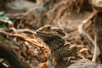 Bearded Dragon