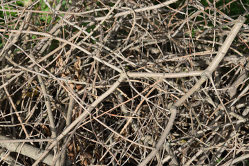 Dry old cut tree branches placed at random on the green grass