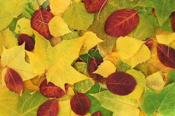 Fototapeta na wymiar Autumn yellow and green leaves of maple, birch and quaking asp, red leaves of chokeberry. Nature background 