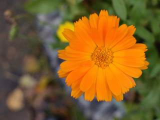 One orange marigold flower on background of green foliage in flowerbed