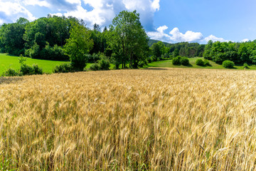 Grainfield near Muggendorf in Austria