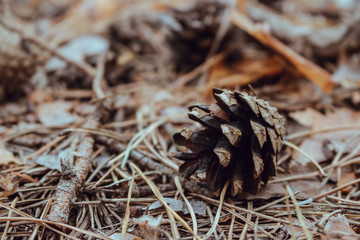 Pine cone on dry needles close up. Nature closeup. Brown pinecone macro. Autumn forest background. Forest details. 