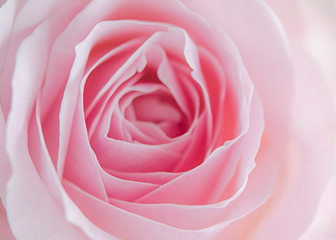 Fototapeta na wymiar Rosenblüte, rosa - pink