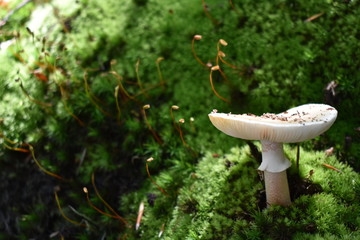 mushroom in the forest