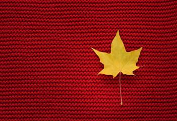 Maple yellow dry leaf on red color wool knitted background. Top view. Copy space