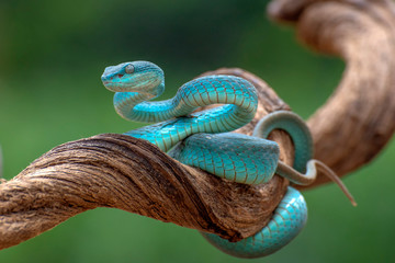 trimesurus insularis