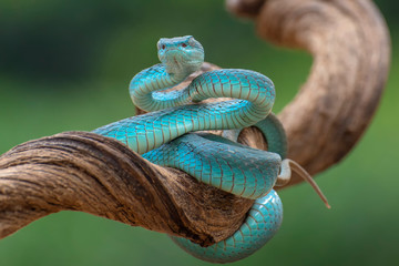 trimesurus insularis