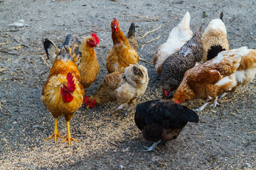 Hens peck grain in a rural yard. Summer landscape.