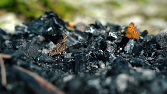 Pair of Polygonia c-album, the comma butterflies courting, male and female